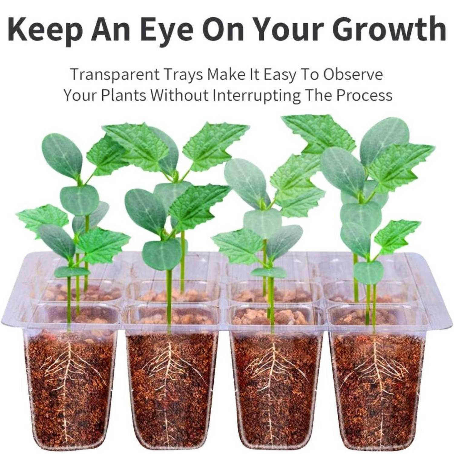 Self Watering Seedling Tray: image 6